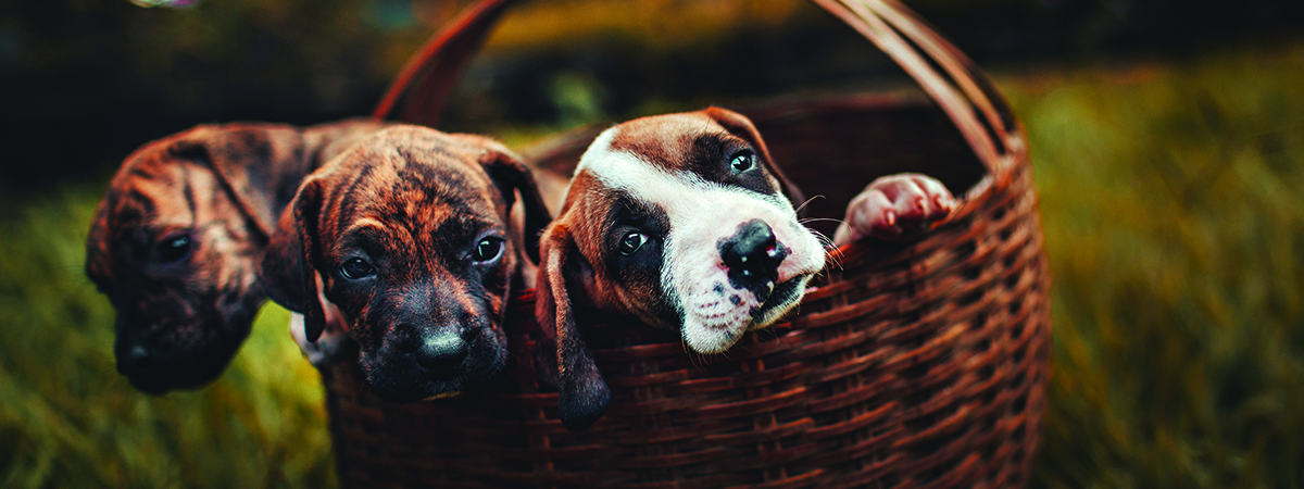 Three puppies in a basket