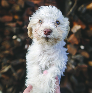 White puppy being held