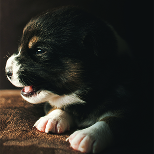 Black and white puppy lying down