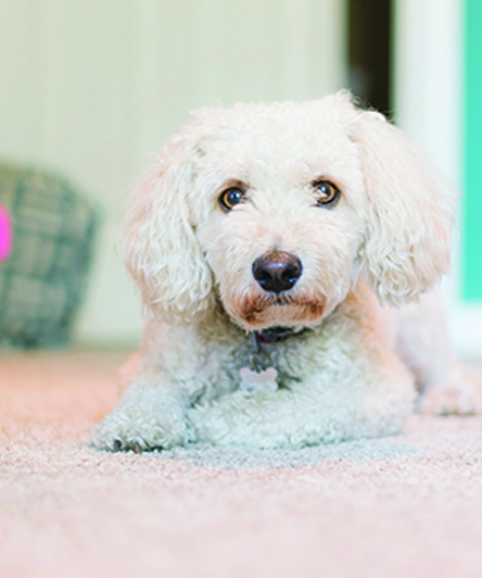 White curly-haired puppy on carpet